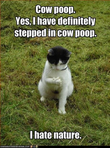 Cow Pics Funny
